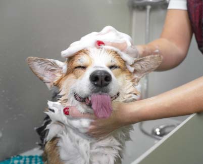 Shampoing pour chien – toilettage et soins du pelage