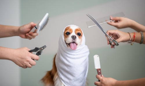 Chien entouré d'accessoires