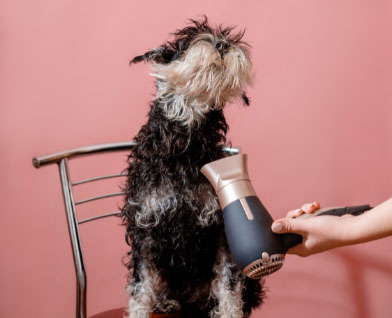 Accessoires chien : Sèche-cheveux ou séchoir
