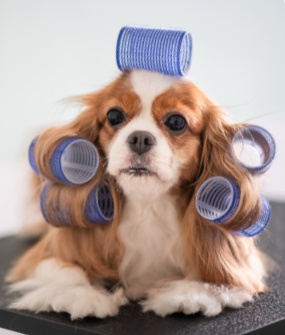 Chien avec des bigoudis, humoristique