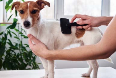 Brosse chien poil court