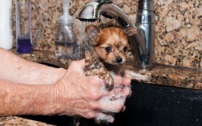 A quel âge toiletter un chiot ?