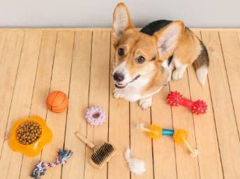 Accessoire toilettage pour chien