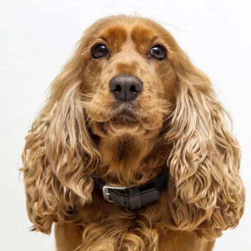 Toilettage chien selon type de poil – poil mi-long