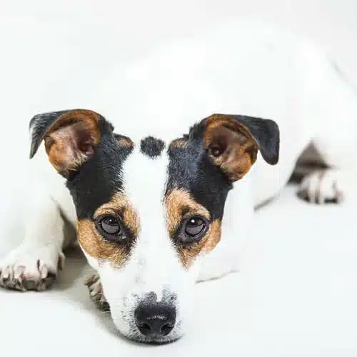 Toilettage chien selon type de poil – poil court