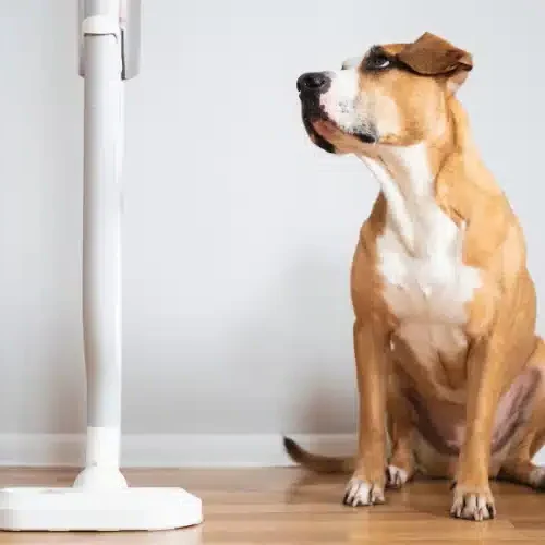 Aspirateur-pour-poil-de-chien