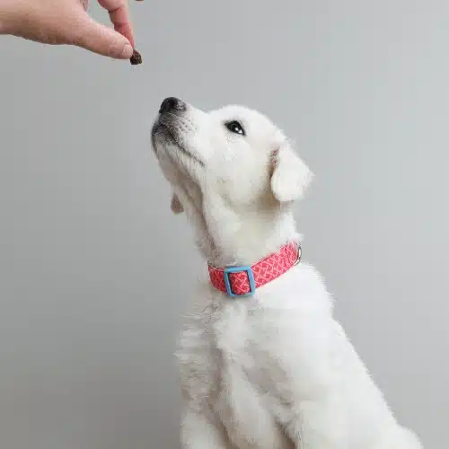 Friandise chien