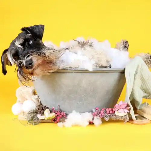 Toilettage chien - Chien dans une Baignoire