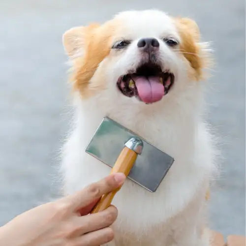 BROSSE TOILETTAGE CHIEN