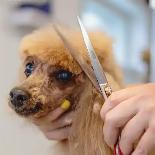 Toilettage-chien-Ciseaux