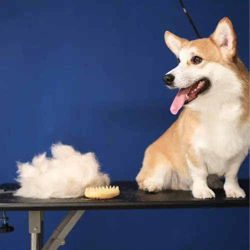 Toilettage-chien-Table