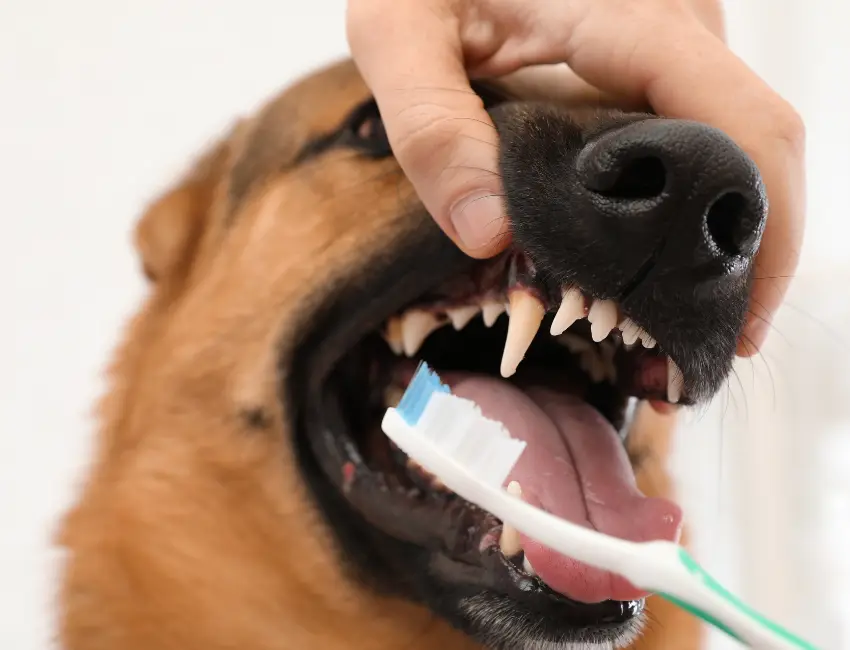 Hygiène dentaire chien - BROSSAGE DENT