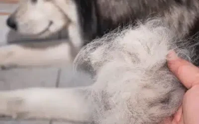 Chien perte de poils