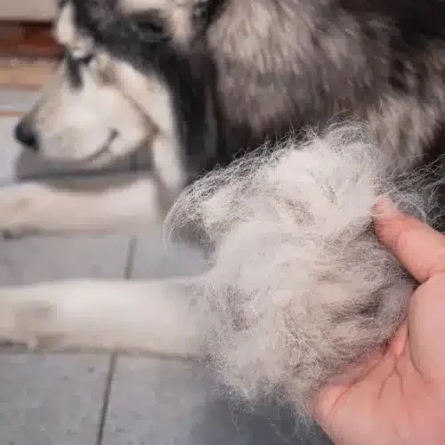 Chien perte poil