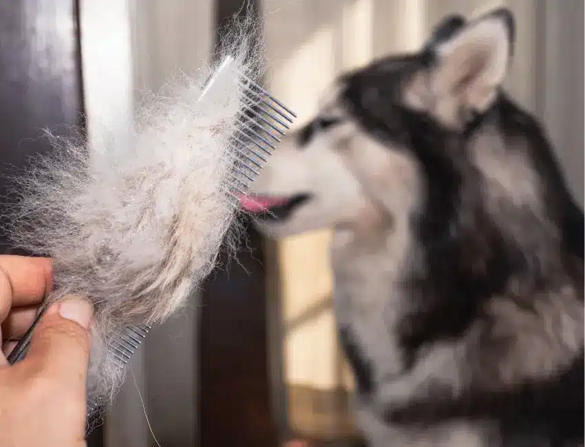 PERTE DE POIL CHIEN