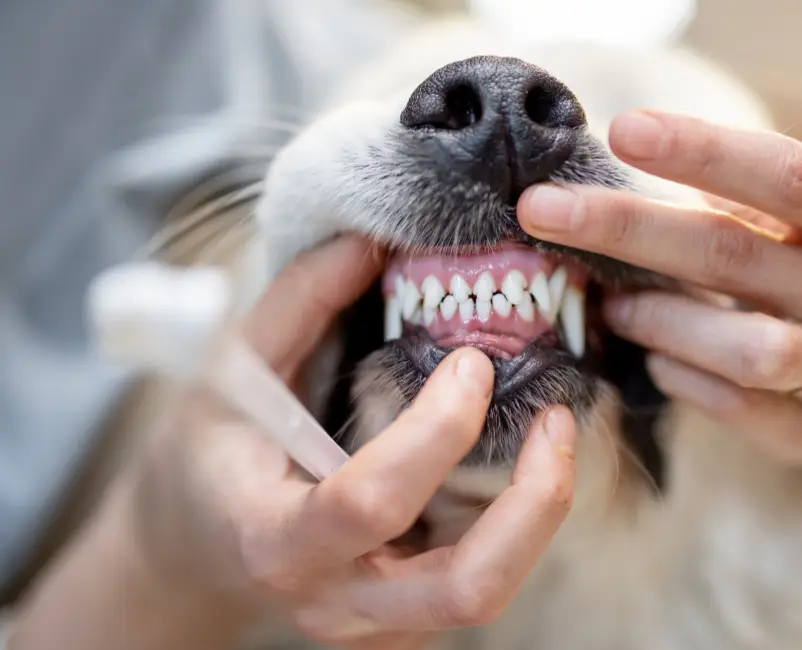 Hygiène dent chien