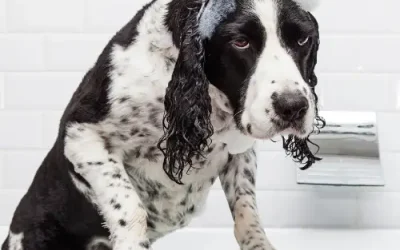 Mon chien a peur du bain
