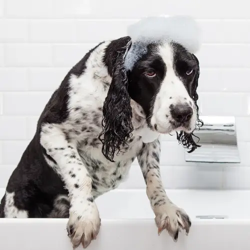 Chien bain peur
