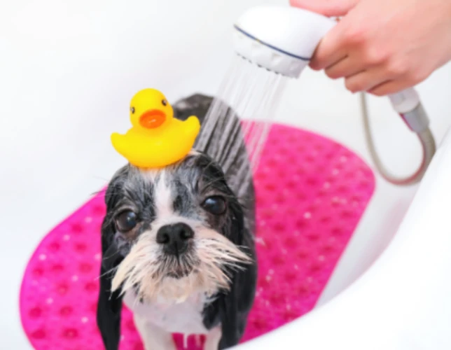 laver son chien à la maison